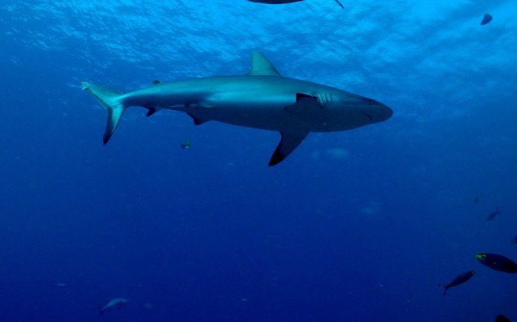 Shark Theme screenshot #18