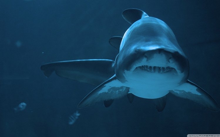 Shark Theme screenshot #23