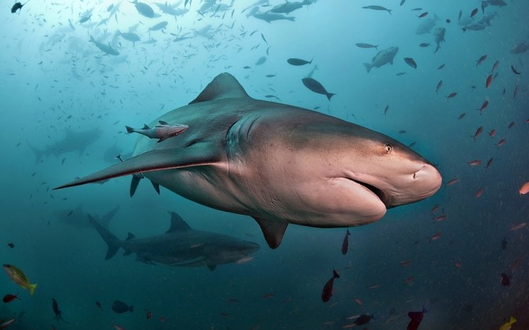 Shark Theme screenshot #28