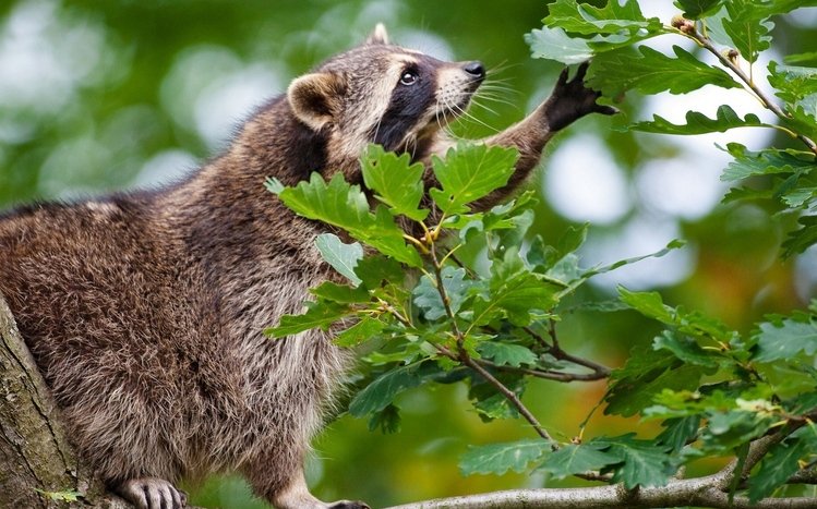 Raccoon Theme screenshot #13