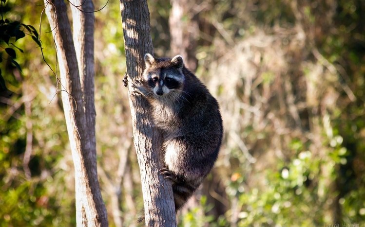 Raccoon Windows 11/10 Theme - themepack.me