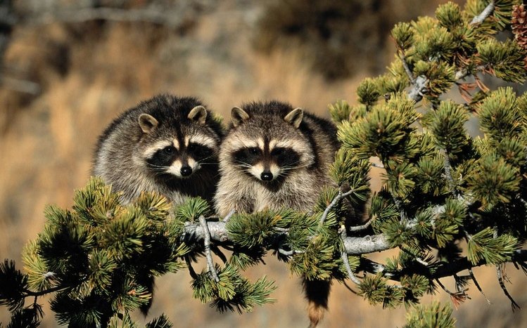 Raccoon Theme screenshot #16