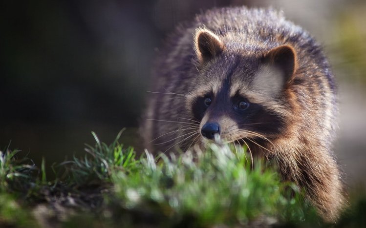 Raccoon Theme screenshot #20