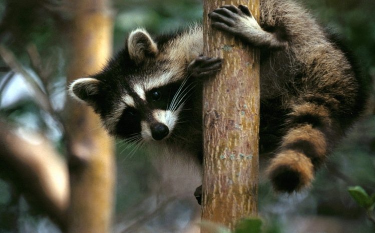 Raccoon Theme screenshot #25