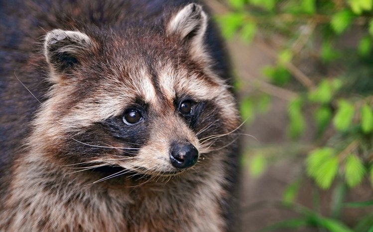 Raccoon Theme screenshot #26