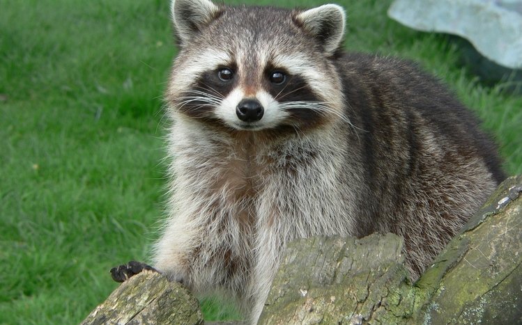 Raccoon Theme screenshot #3