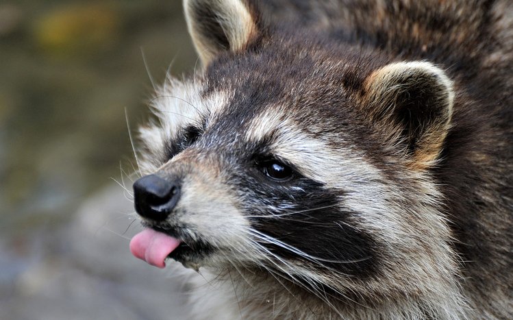 Raccoon Theme screenshot #8