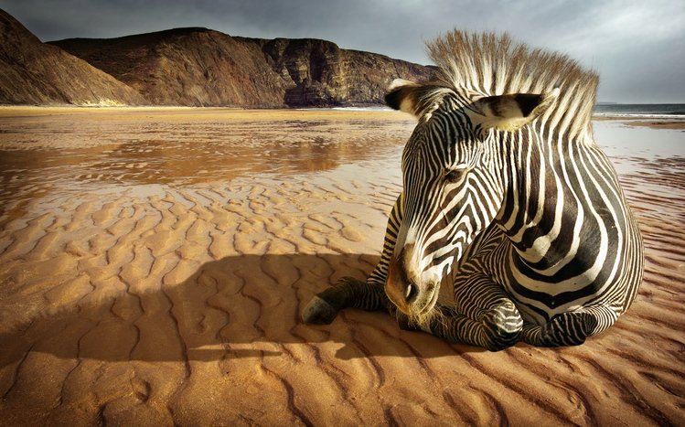 Zebra Theme screenshot #11