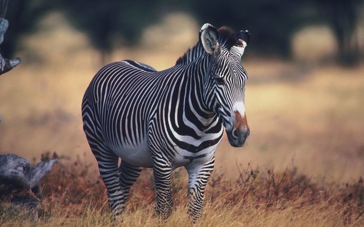 Zebra Theme screenshot #12