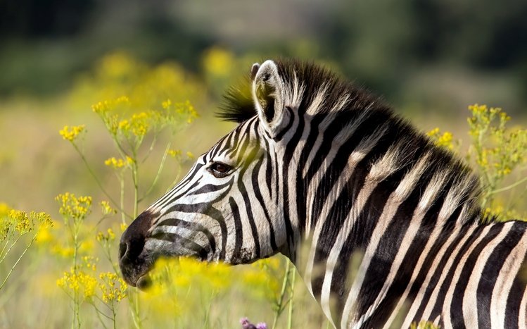 Zebra Theme screenshot #16