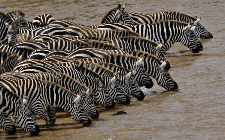 Zebra Theme screenshot #20