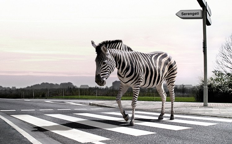 Zebra Theme screenshot #22