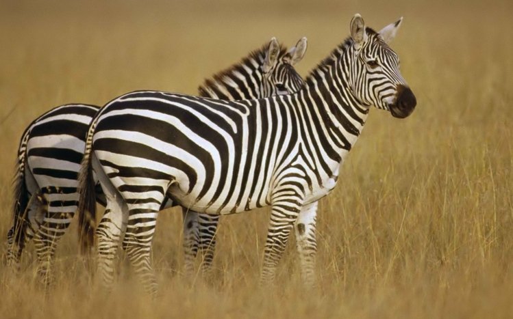 Zebra Theme screenshot #26