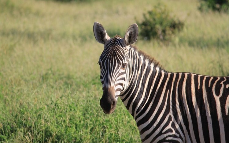 Zebra Theme screenshot #6