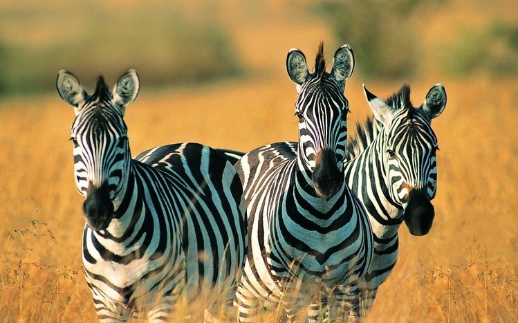 Zebra Theme screenshot #8