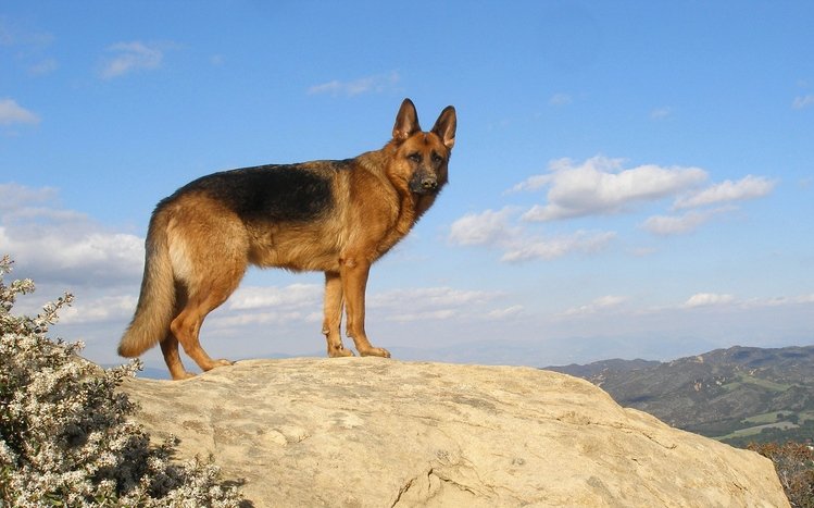 German Shepherd Theme screenshot #15