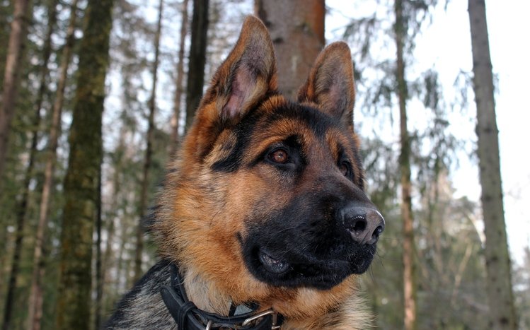 German Shepherd Theme screenshot #16