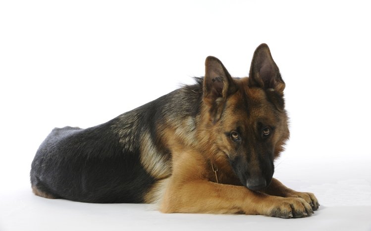 German Shepherd Theme screenshot #17