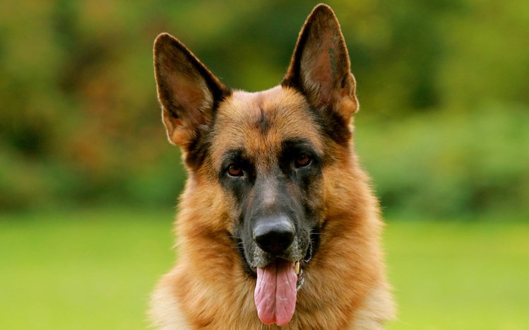 German Shepherd Theme screenshot #24