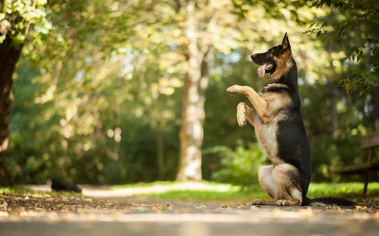 500 German Shepherd Dog Pictures HD  Download Free Images on Unsplash