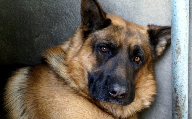 German Shepherd Theme screenshot #6