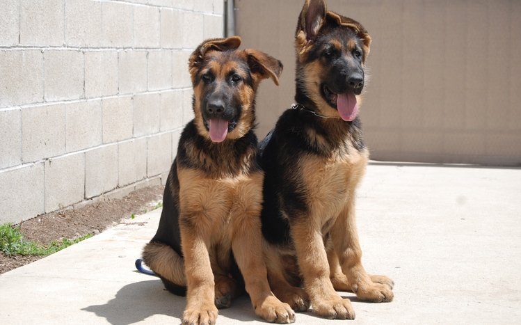 German Shepherd Theme screenshot #8