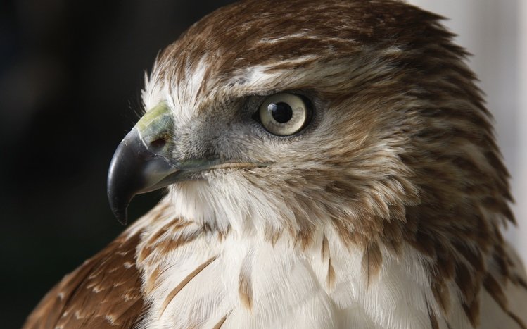 Falcon Theme screenshot #18