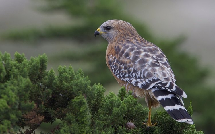 Falcon Theme screenshot #21