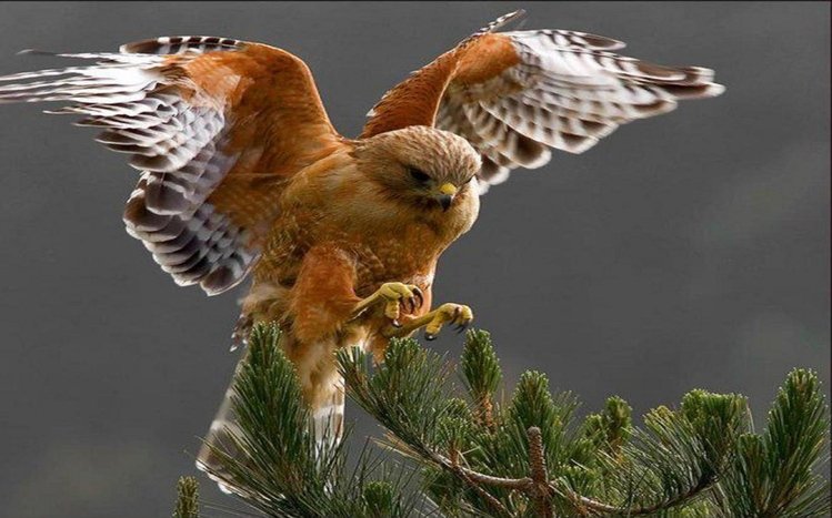 Falcon Theme screenshot #23