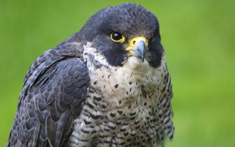 Falcon Theme screenshot #24