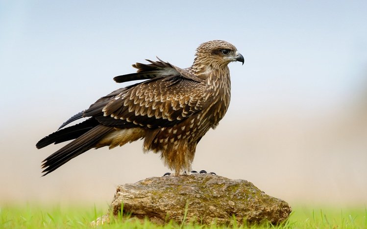 Falcon Theme screenshot #9