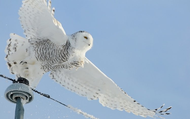 Snowy Owl Theme screenshot #10
