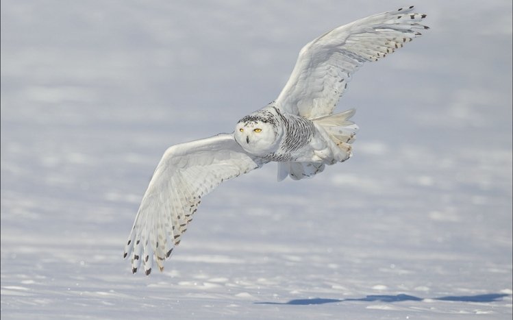 Snowy Owl Theme screenshot #11
