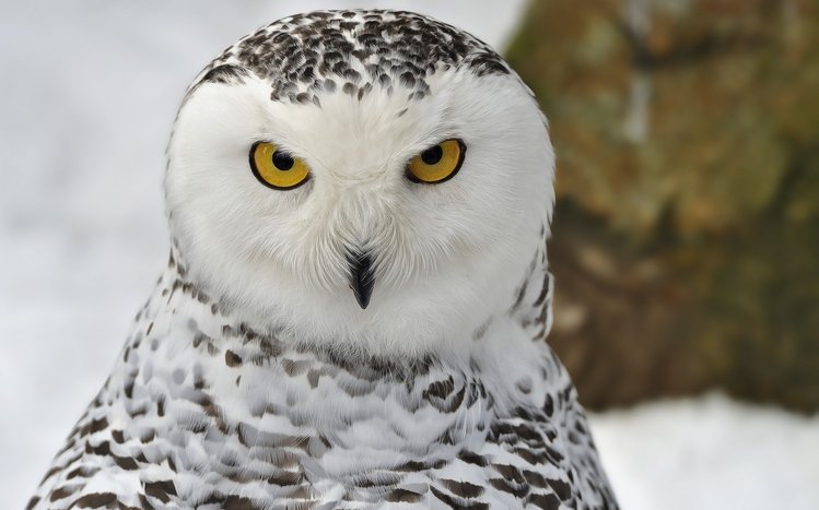 Snowy Owl Theme screenshot #12