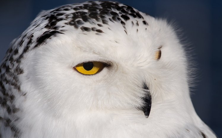 Snowy Owl Windows 11/10 Theme - themepack.me