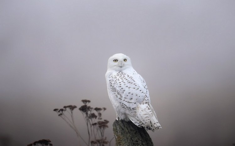 Snowy Owl Theme screenshot #17
