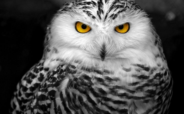 Snowy Owl Theme screenshot #7