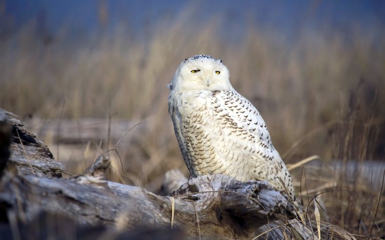 Snowy Owl Theme screenshot #8
