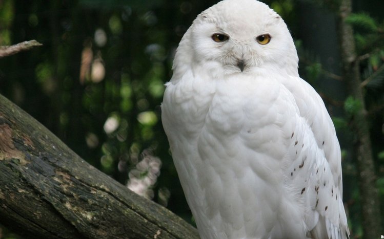 Snowy Owl Theme screenshot #9