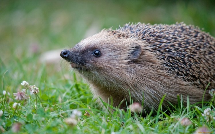 Hedgehog Theme screenshot #12