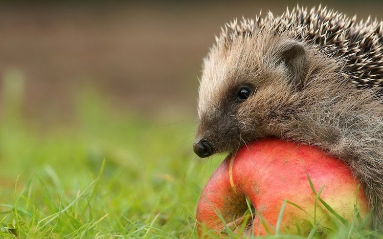 Hedgehog Theme screenshot #16