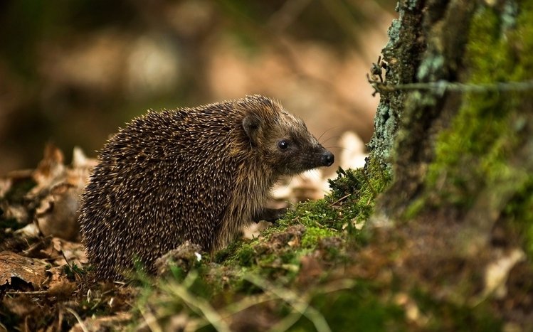 Hedgehog Theme screenshot #17