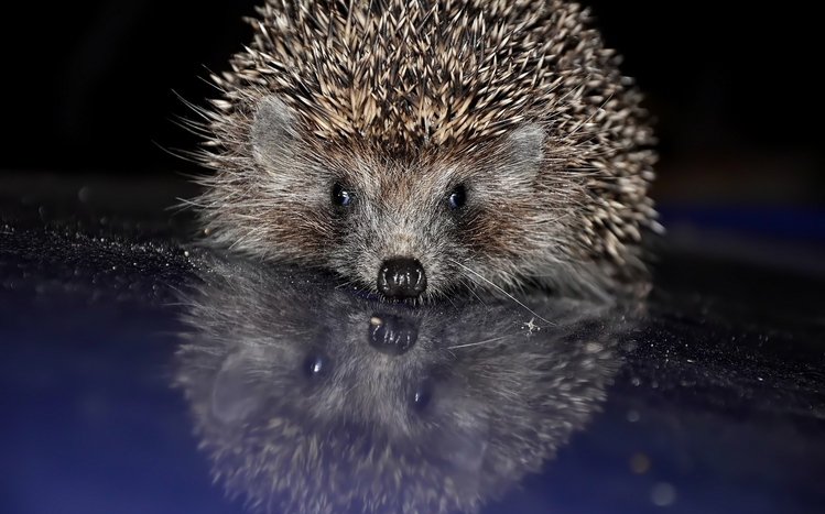 Hedgehog Theme screenshot #2