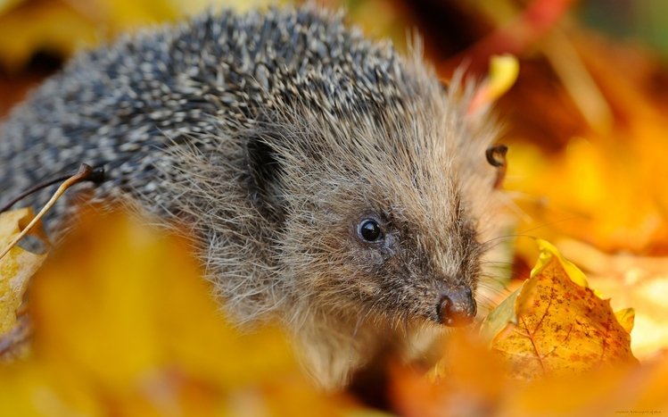 Hedgehog Theme screenshot #26