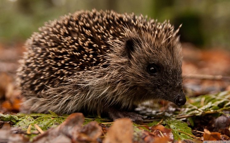 Hedgehog Theme screenshot #27