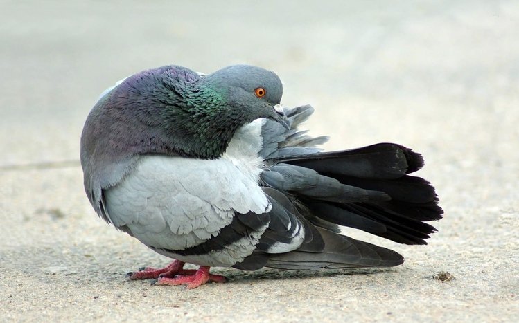 Pigeon Theme screenshot #20