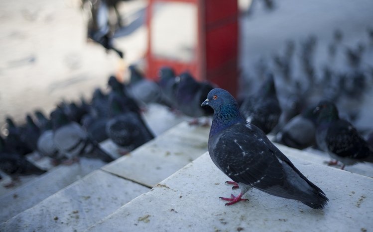 Pigeon Windows 11/10 Theme - themepack.me