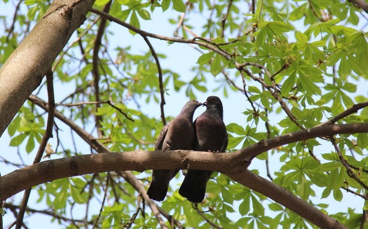 Pigeon Theme screenshot #3