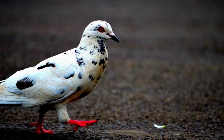 Pigeon Theme screenshot #5