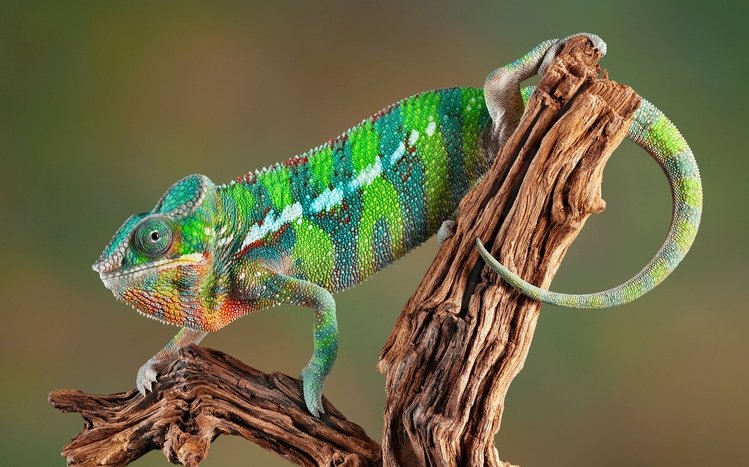 Chameleon Theme screenshot #11